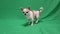 Chihuahua breed dog, on a green background. A boy. Chromakey, green background. The dog sits on his ass and sneezes