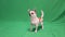 Chihuahua breed dog, on a green background. A boy. Chromakey, green background. The dog sits up, gets up and starts