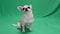 Chihuahua breed dog, on a green background. A boy. Chromakey, green background. The dog waves his tail and sits on his