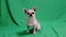 Chihuahua breed dog, on a green background. A boy. Chromakey, green background. Slow motion.