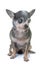 Chihuahua with cataract