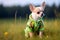 Chihuahua chic: dog in suit amidst nature