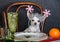 A Chihuahua with Christmas decorations on his head sits at a laid festive table.