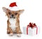 Chihuahua in christmas hat and with gift