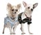 Chihuahua couple dressed up, 1 year old