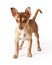 Chihuahua Crossbreed Standing