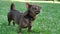 chihuahua.cute brown chihuahua dog outdoors on green grass.