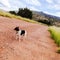 Chihuahua in the desert