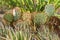 Chihuahua Desert Cactus-2