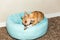 Chihuahua in Dog Bed