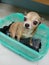 Chihuahua dog with big black eyes sitting in the green basket looks interested.,Pet concept