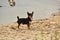 Chihuahua dog breed. portrait of a cute purebred puppy chihuahua near the river the river. Chihuahua sand river