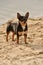 Chihuahua dog breed. portrait of a cute purebred puppy chihuahua near the river the river. Chihuahua sand river
