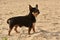 Chihuahua dog breed. portrait of a cute purebred puppy chihuahua near the river the river. Chihuahua sand river