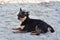 Chihuahua dog breed. portrait of a cute purebred puppy chihuahua in the river.Brutal dog black and brown and white swims