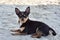 Chihuahua dog breed. portrait of a cute purebred puppy chihuahua in the river.Brutal dog black and brown and white swims