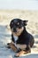 Chihuahua dog breed. portrait of a cute purebred puppy chihuahua in the river.Brutal dog black and brown and white swims