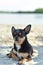 Chihuahua dog breed. portrait of a cute purebred puppy chihuahua in the river.Brutal dog black and brown and white swims