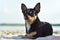 Chihuahua dog breed. portrait of a cute purebred puppy chihuahua in the river.Brutal dog black and brown and white swims