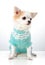 Chihuahua dog dressed in blue jumper  sitting on light background