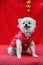 Chihuahua dog dressed in Chinese New Year costume, Little dog and happy Chineses new year
