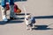 Chihuahua dog dressed in prisoner costume