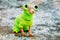 Chihuahua Dog Dressed Up In Frog Outfit, Staying Outdoor In Cold