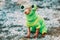 Chihuahua Dog Dressed Up In Frog Outfit, Staying Outdoor In Cold Weather