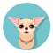 chihuahua dog face - vector illustration