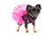 Chihuahua dog in fashionable dress