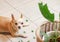 Chihuahua dog feel guilty lying down on the floor with leaves of houseplant.Selective focus