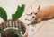 Chihuahua dog feel guilty lying down on the floor with leaves of houseplant. Selective focus