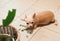 Chihuahua dog feel guilty lying down on the floor with leaves of houseplant.Selective focus