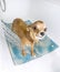 Chihuahua dog getting pleasure from shower