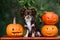 Chihuahua dog with Halloween pumpkins