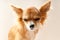 Chihuahua dog head with disgruntled expression