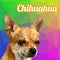 Chihuahua Dog Head Polygon Vector