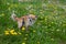 A chihuahua dog leashed while walking in a green meadow with yellow flowers