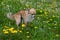 Chihuahua dog leashed while walking in a  meadow with yellow flowers