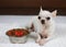 Chihuahua dog lying down on white cloth  smiling and looking at camera with dog food and red heart in the bowl beside her  feed