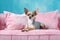 Chihuahua dog lying on pink sofa, cut pet waiting on couch in room, generative AI