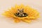 Chihuahua dog lying in a sunflower