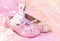 Chihuahua dog in pink glittery shoe