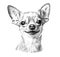 Chihuahua dog portrait hand drawn sketch Pets
