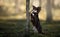 chihuahua dog posing by a tree in the forest