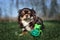 Chihuahua dog posing with waste bags