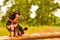 Chihuahua dog profile on a green blurred background. Black dog. The dog is sitting on a stump