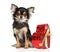 Chihuahua dog with red Valentine holiday heart