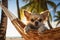 Chihuahua dog relaxing in hammock with tropical beach in background