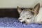 Chihuahua dog resting on foot scraper